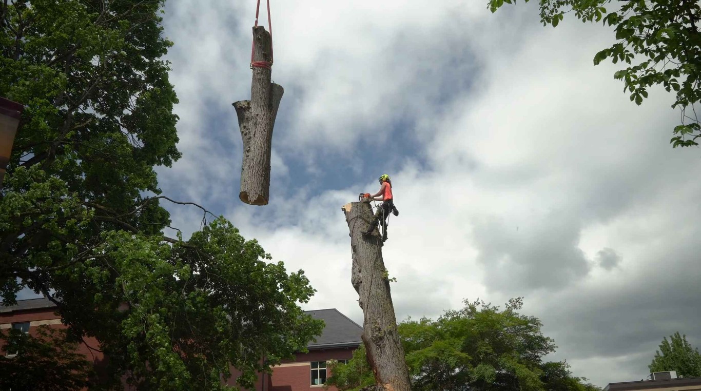 Emergency tree services available 24/7 in South Whittier, CA